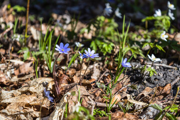 Violet and white flower of Hepatica Nobilis blooming in early springtime