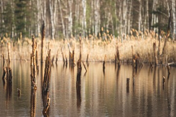 Martwy las © Katarzyna