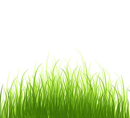fresh spring green grass on a light background. Spring fresh background. Summer meadow.