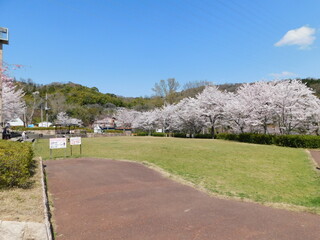 桜が咲く摂津峡公園(大阪府高槻市で2022年4月撮影)