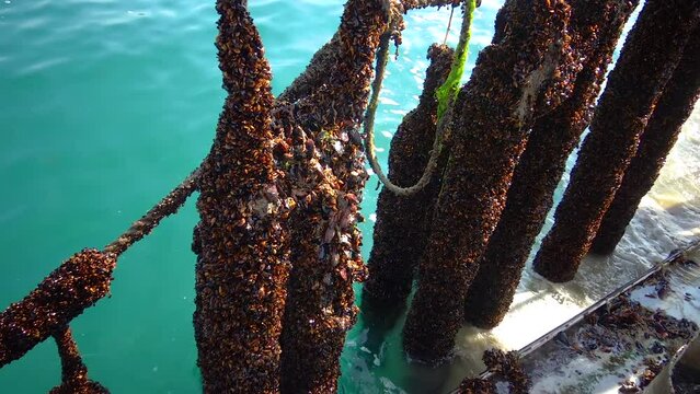 BULGARIA, Black Sea - APRIL 04, 2016: processing mussels (Mytilus galloprovincialis) on a ship at a mussel farm in Bulgaria, Black Sea