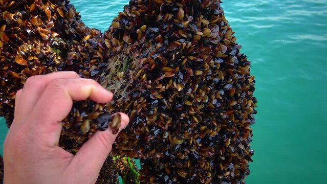 BULGARIA, Black Sea - APRIL 04, 2016: processing mussels (Mytilus galloprovincialis) on a ship at a mussel farm in Bulgaria, Black Sea