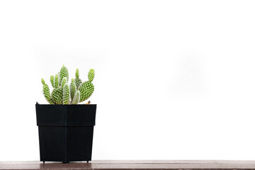 Cactus isolated on white background.