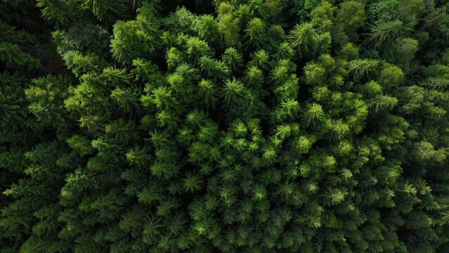 Rise above the coniferous forest growing on the slopes of the mountains