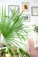 exotic palm tree leaf, in a residential apartment. 