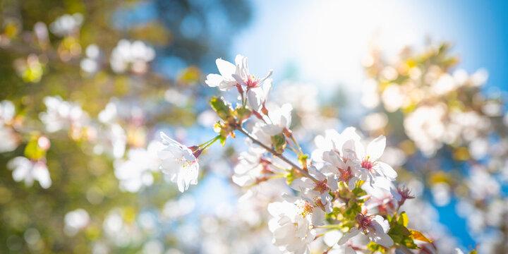 White cherry flower blossoms on the blurred Bokeh sky and sun rays on the background