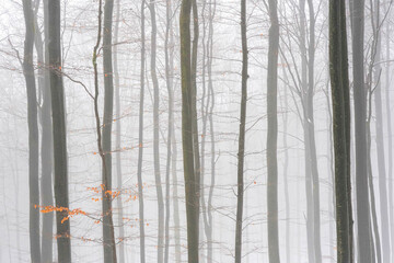 Winter Forest Photography 