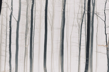 Obraz premium Winter Forest Photography 