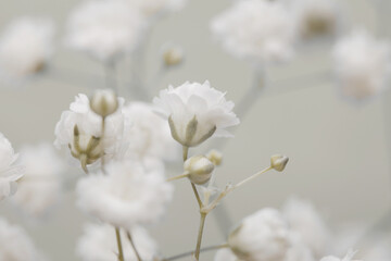 Soft focus smoke gypsophila flower on blur beige copy space nature horizontal background.