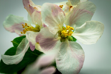 fiore di melo © David