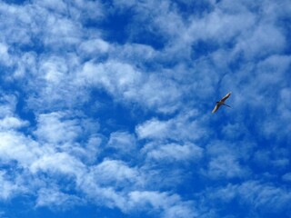 Blue sky with clouds and a flying swan. Bird migration. Ecological and environmental problems