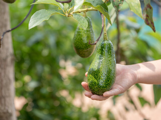 Hands harvesting fresh ripe organic avocado.