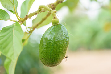 Drosophila melanogaster clinging to avocados.