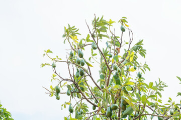 Bunch of fresh avocados on an avocado tree branch in sunny garden.