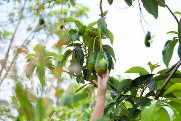 Hands harvesting fresh ripe organic avocado.