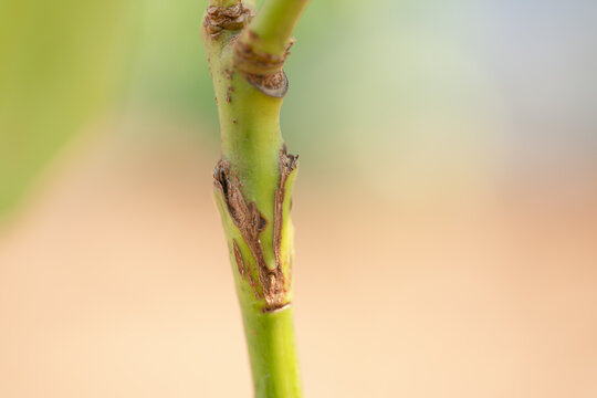grafted avocado fruit plant tree grafting.