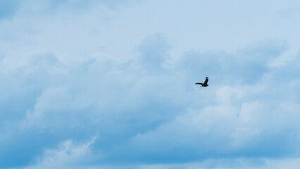 Silhouette falcon or eagle flying under the bright sun and cloudy sky. Hawk in sky. Space for text. Freedom concepts.