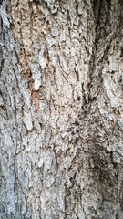 Texture of tree trunk surface. Background of natural pattern on tree trunk.