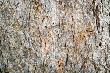 Texture of tree trunk surface. Background of natural pattern on tree trunk.