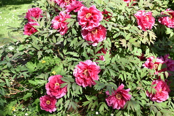 Pivoines roses au jardin
