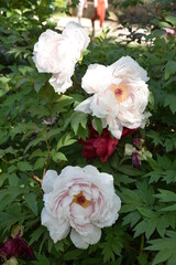 Pivoines blanches au jardin