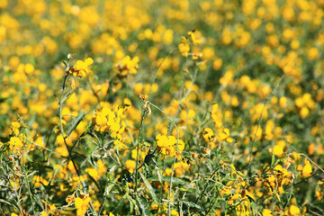beautiful blooming flowers of Sun Hemp,close-up of yellow flowers blooming on the field at a sunny day
