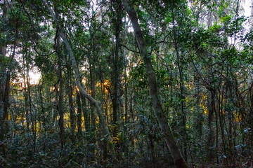 Sonnenuntergang hintern Urwald