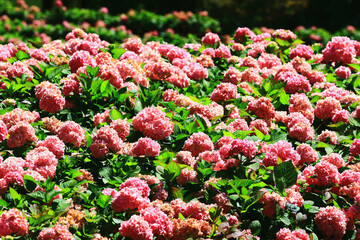 beautiful scenery of blooming Hydrangea(Big-leaf Hyrdangea) flowers,many pink Hydrangea flowers blooming in the garden at a sunny day