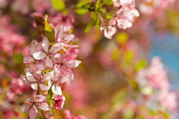 Fototapeta na wymiar pink and red flowers cherry sakura against blue sky