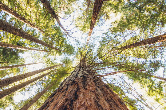 lost in a secuoya tree forest