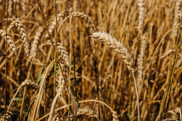 Ripe golden ear of wheat. Golden wheat field 