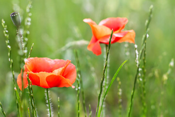 Fototapeta premium Red poppies in field. Flowers on green background. Nature