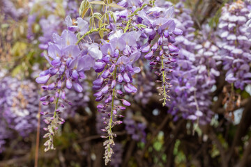Flores de glicina , Wisteria sinensis