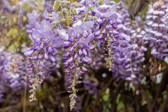 Glicina Bilder Durchsuchen 88 Archivfotos, und Videos