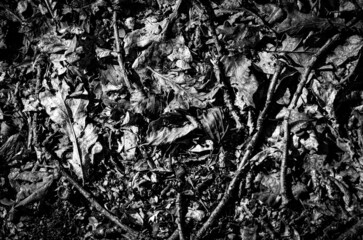 black and white texture