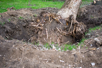 Broken old trees in the park