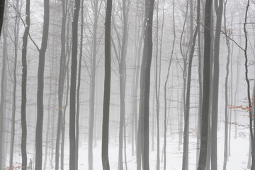 Winter Forest Photography 
