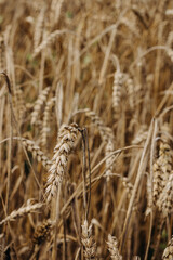 Ripe golden ear of wheat. Golden wheat field 