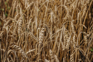Ripe golden ear of wheat. Golden wheat field 