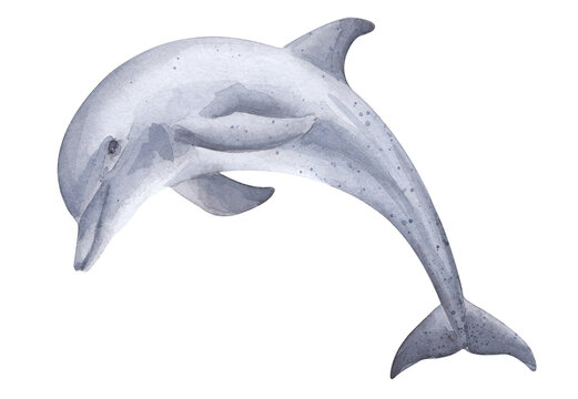 Dolphin jumps out of the water. Watercolor illustration on a white background.