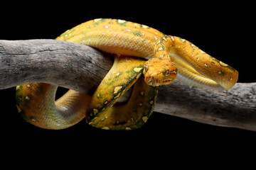 Green tree python juvenile closeup on branch with black background,  Green tree python ''Morelia viridis''  