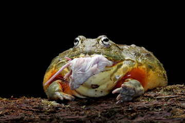 African bullfrog eating mencit on wood  - obrazy, fototapety, plakaty