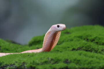 Baby Naja sputrix snake on moss in a position ready to attack, Baby Naja sputrix snake closeup, Naja snake