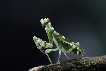 Banded flower mantis on branch, insect closeup 
