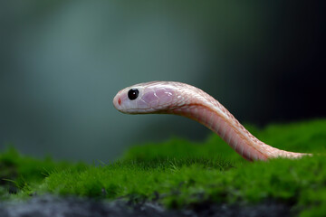 Baby Naja sputrix snake on moss in a position ready to attack, Baby Naja sputrix snake closeup, Naja snake