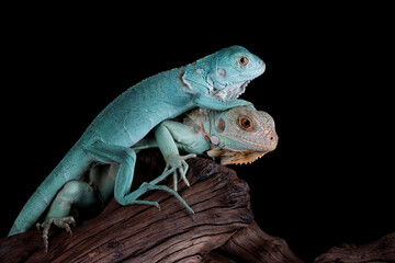 Two baby Blue Iguana closeup on wood, Blue Iguana 