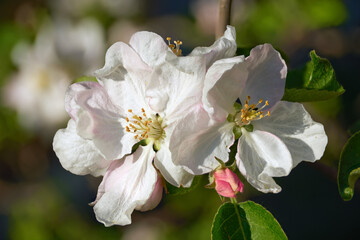 Spring blossom of the apple tree in the garden. Macro of the flowers.
