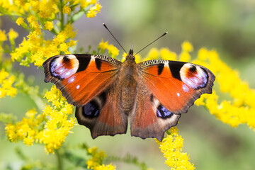Motyl rusałka pawik na żółtych kwiatach © Henryk Guziak