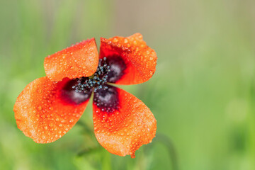 Czerwony kwiat maku na zielonym tle