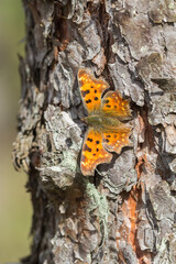 Motyl rusałka ceik siedzący na korze sosny © Henryk Guziak